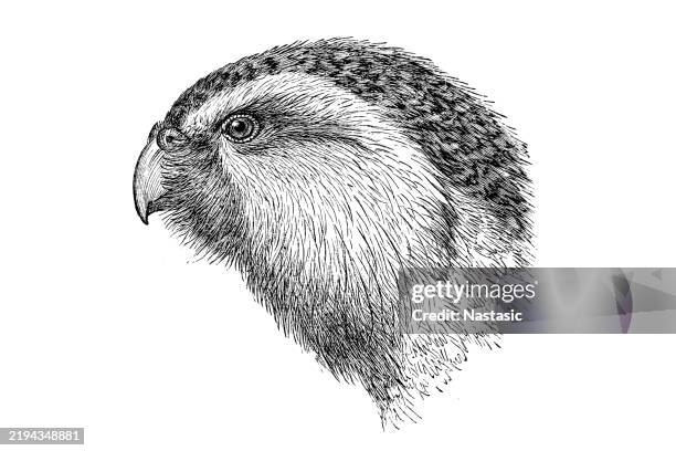 kakapo (strigops habroptilus) - kakapo parrot stock illustrations