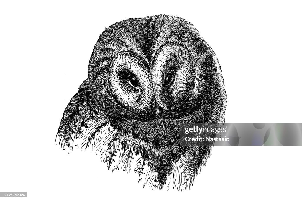 Brown Owl (Strix ulula)
