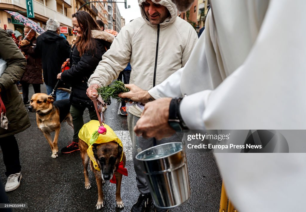 Blessing Of Animals For St. Anton's Day In Valencia