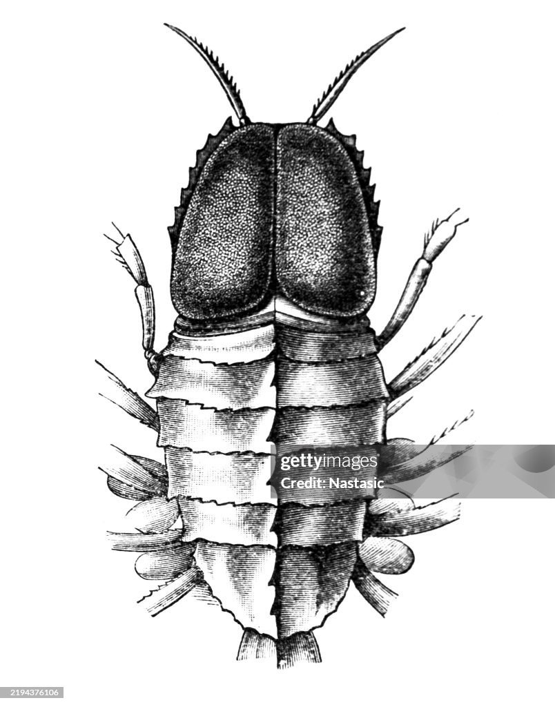 Transparent ocean-shrimp (Cystosoma Neptuni)