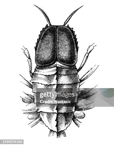 Transparent ocean-shrimp (Cystosoma Neptuni) Transparent ocean-shrimp (Cystosoma Neptuni)