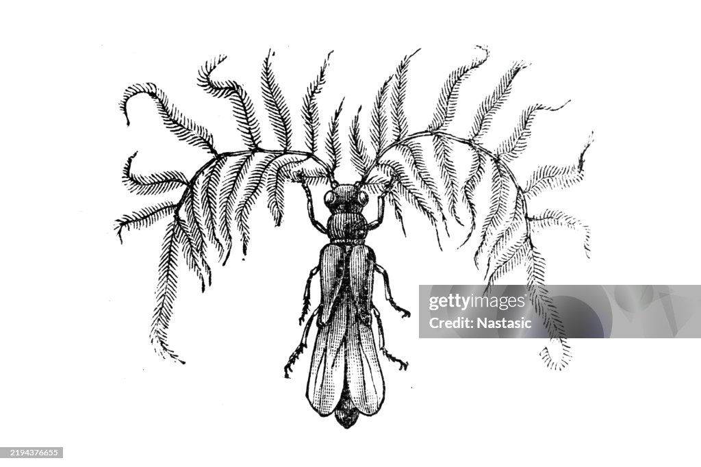Male Glowworm Beetle (phengodes pulchellus)