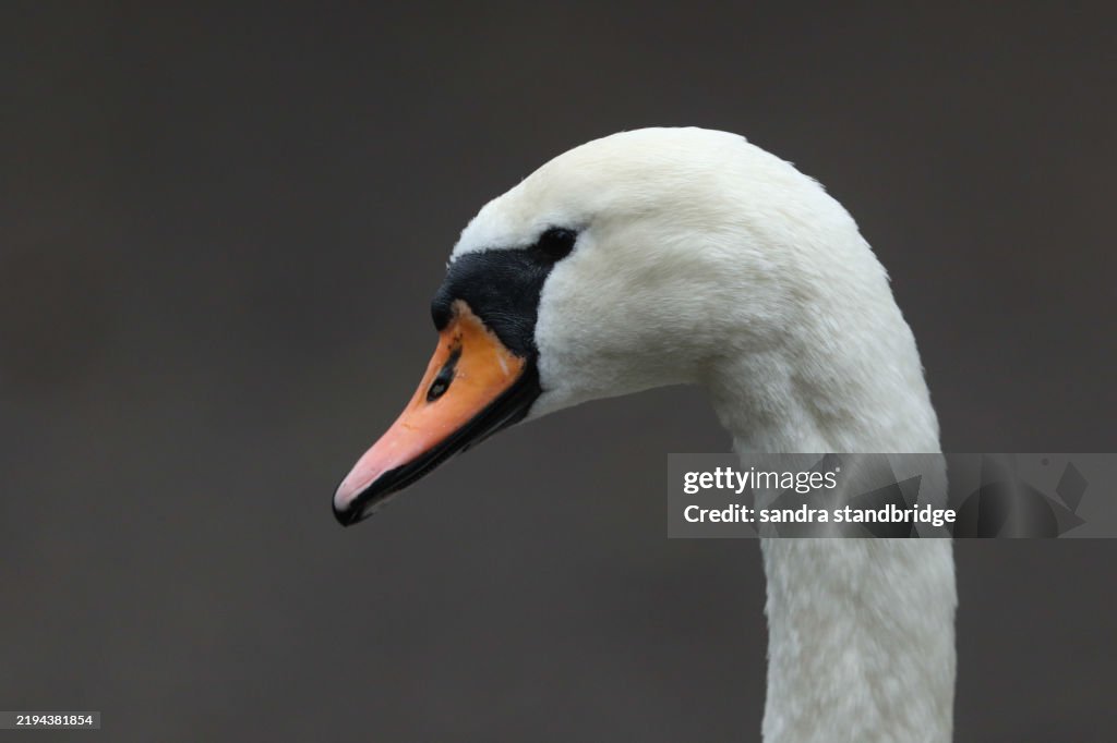 A head shot of a Mute Swan, Cygnus olor.