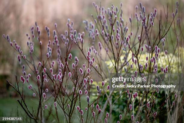 beautiful spring buds of salix gracilistyla 'mount aso' - japanese pink pussy willow in soft sunshine - pussy willow stock pictures, royalty-free photos & images