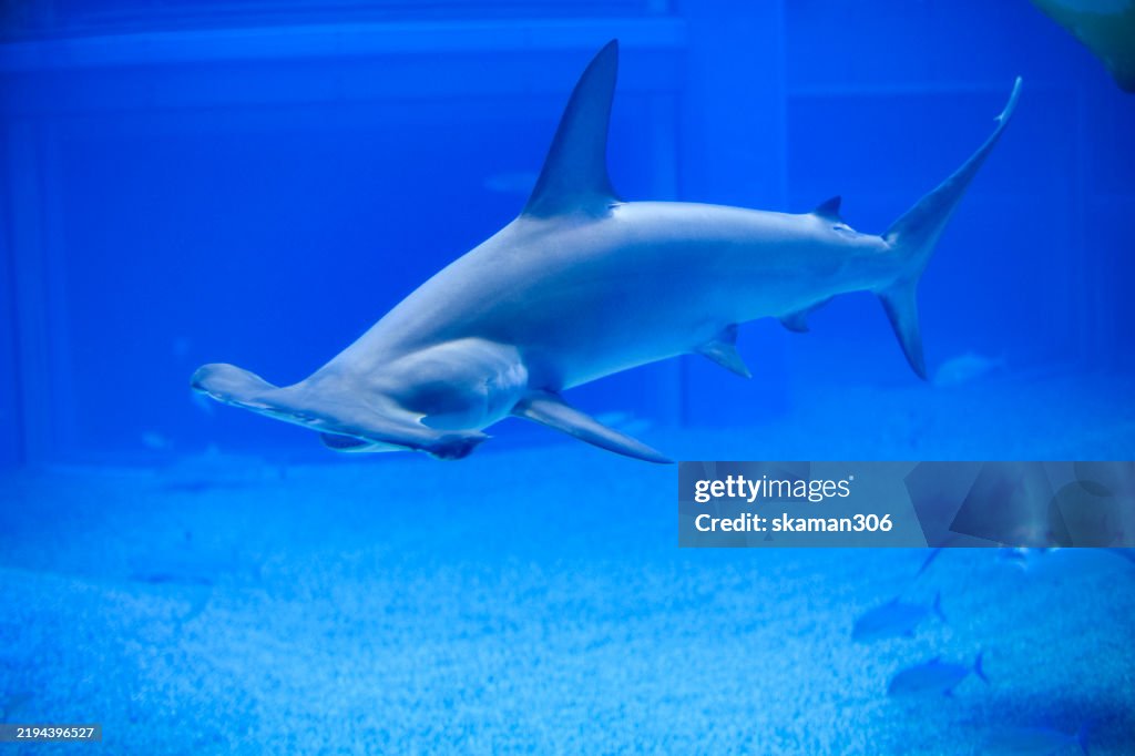 A hammer shark swimming in dark, deep water, highlighting its powerful body and sharp teeth in a mysterious underwater environment.