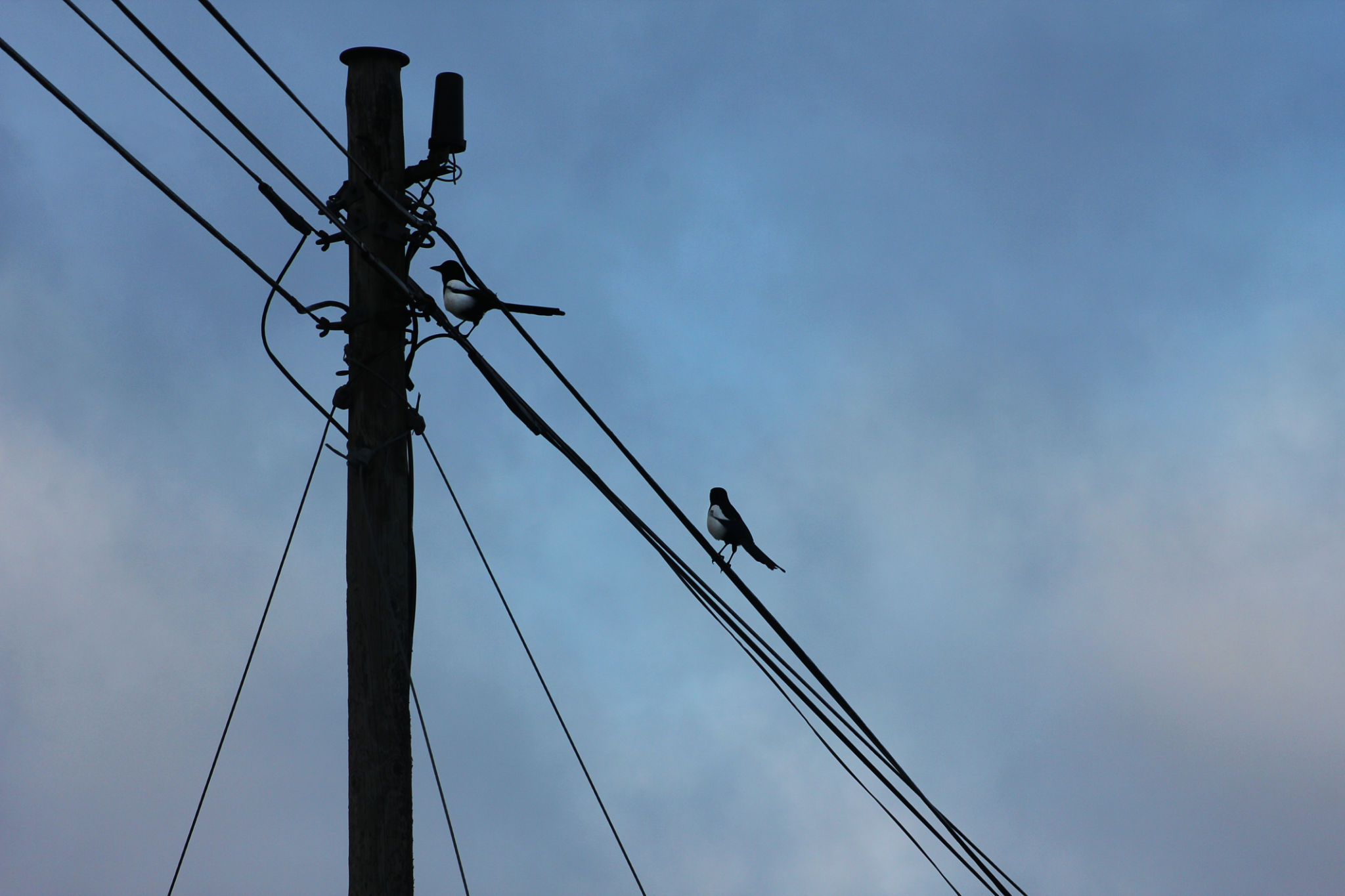 bird powerlines