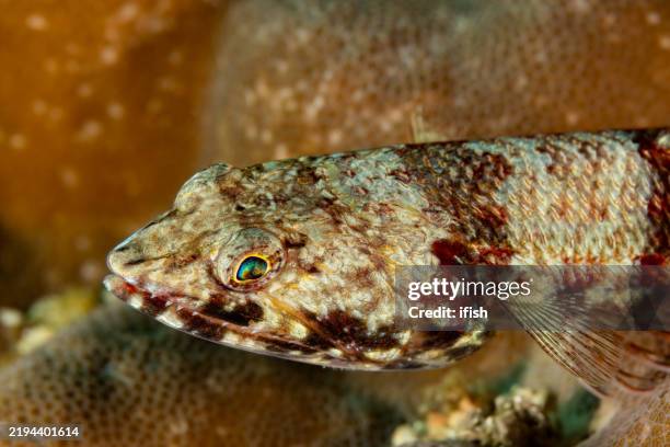 Ulae Fish 109 Synodus Stock Photos, High-Res Pictures, and Images - Getty Images