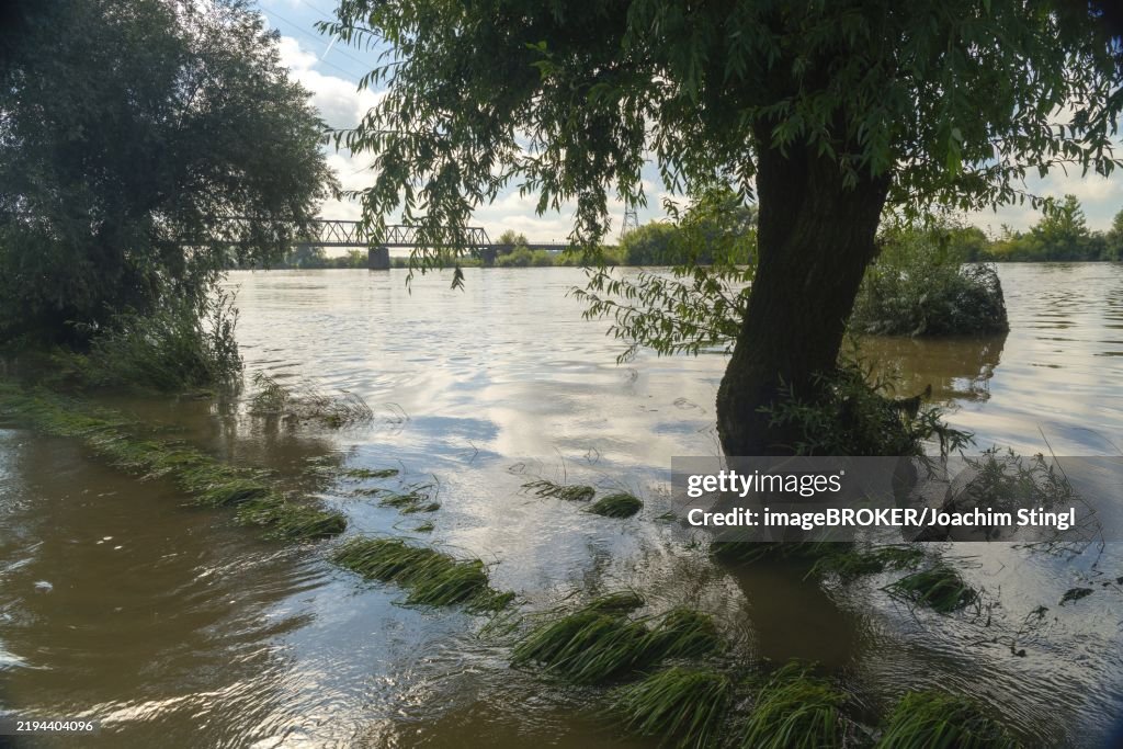 River plain with tree and bridge in the background, high water, Bogen, Lower Bavaria