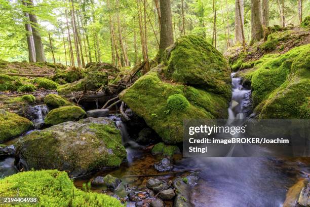 a small waterfall flows through a moss-covered forest, bavarian forest national park, open-air enclosure - bayerischer wald stock-fotos und bilder