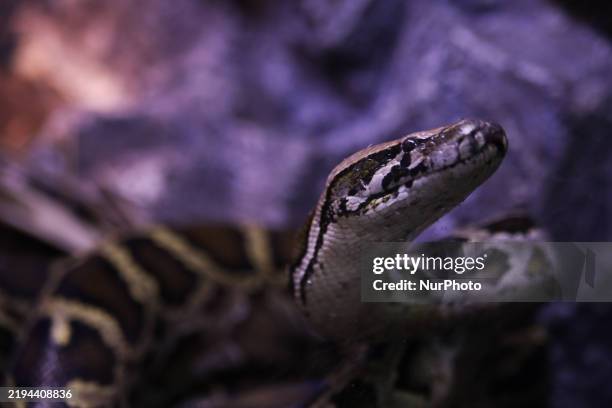 Tiger Pyton 134 Tiger Python Stock Photos, High-Res Pictures, and Images - Getty Images