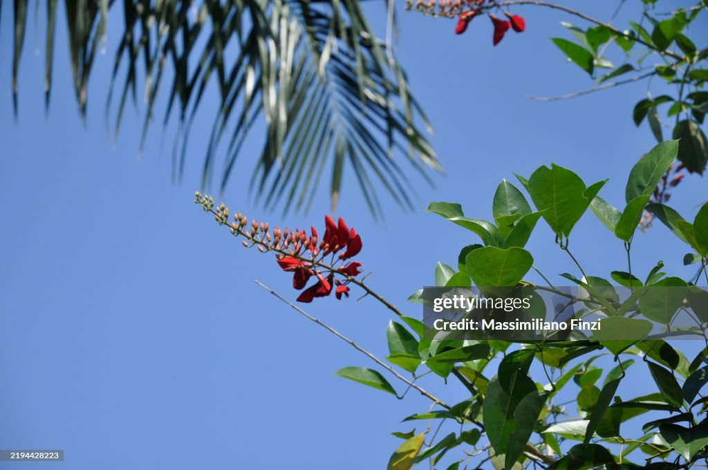 Red flowers of Erythrina afra, the coast coral tree.