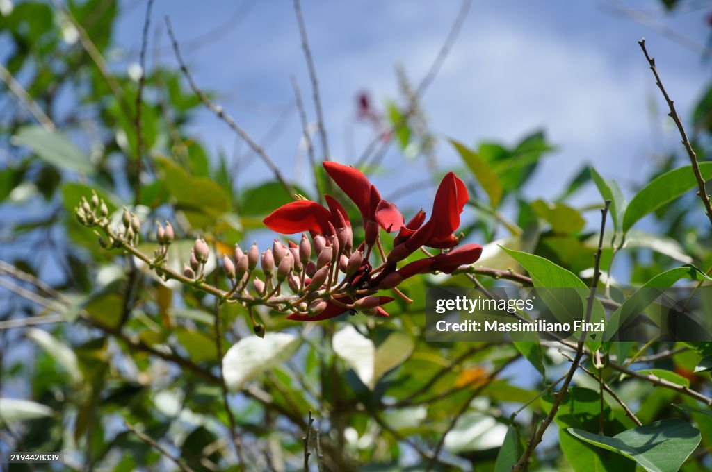 Red flowers of Erythrina afra, the coast coral tree.