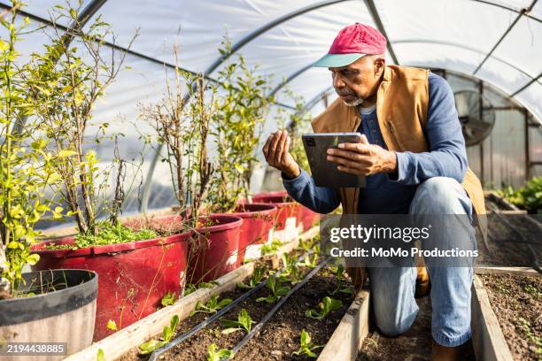 senior male farmer using digital tablet and checking crops in greenhouse - orticoltura foto e immagini stock