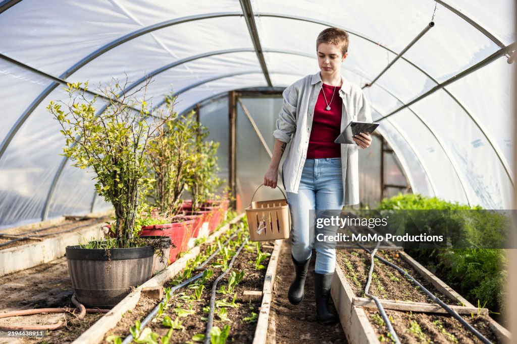 Young female farmer using digital tablet and checking crops in greenhouse