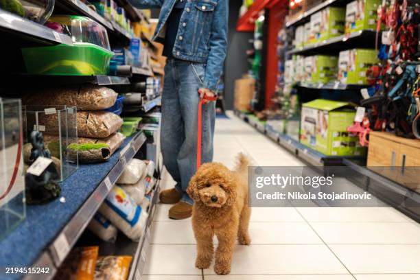my miniature poodle - pet equipment stock pictures, royalty-free photos & images