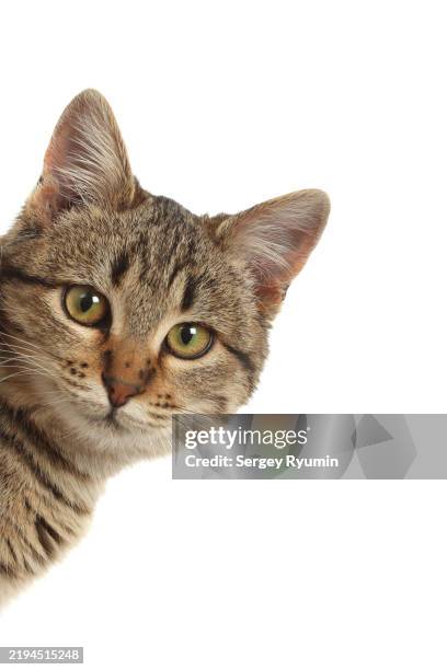 shorthair cat peeking around corner - gluren stockfoto's en -beelden