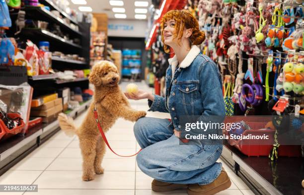 rousse dans une animalerie - équipement pour animaux de compagnie photos et images de collection