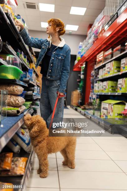 my miniature poodle - pet food stock pictures, royalty-free photos & images