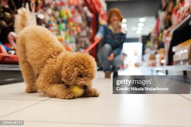 mi mejor amigo es mi perro - accesorio personal fotografías e imágenes de stock