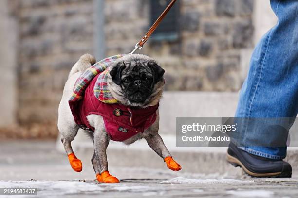 Dog wearing paw protectors walk on the street in Toronto, Canada as it is expected to be the coldest day of the winter on January 21, 2025....