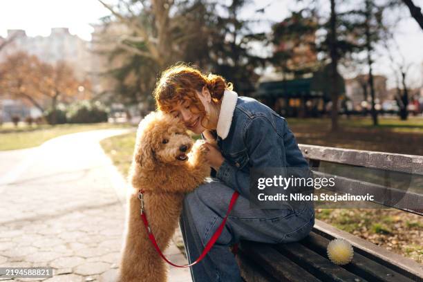 drôle de moment avec mon caniche - caniche photos et images de collection
