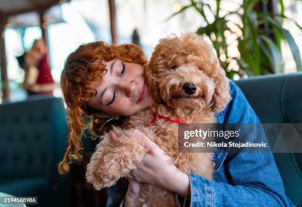 relaxing with my poodle - miniature poodle stock pictures, royalty-free photos & images