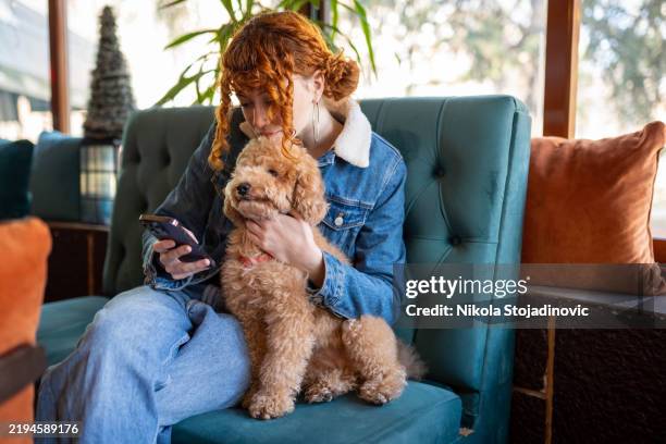 relaxing with my poodle - toy poodle stock pictures, royalty-free photos & images