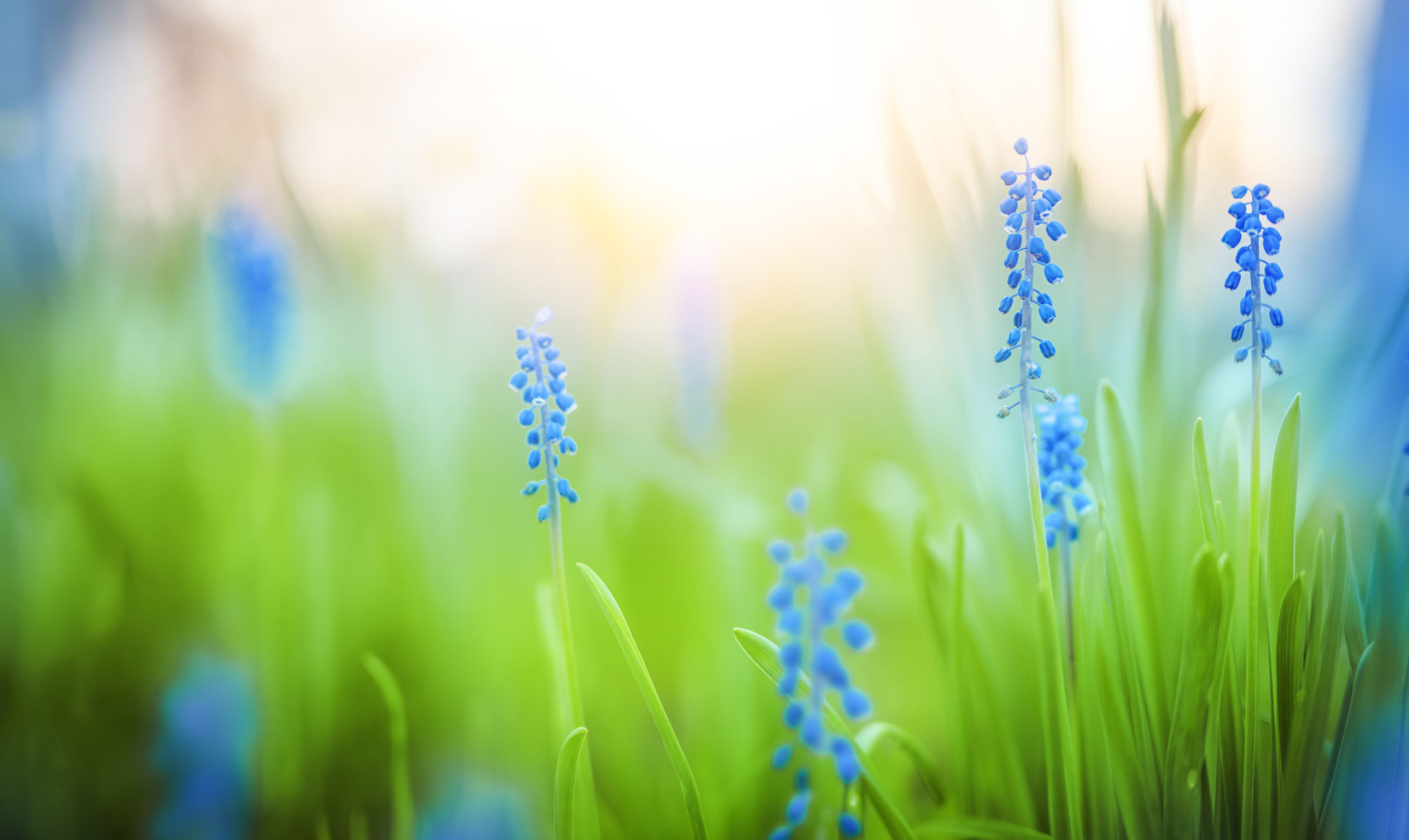 spring flowers macro