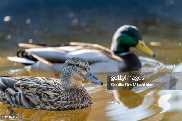 pair of mallard ducks in water - male animal stock pictures, royalty-free photos & images