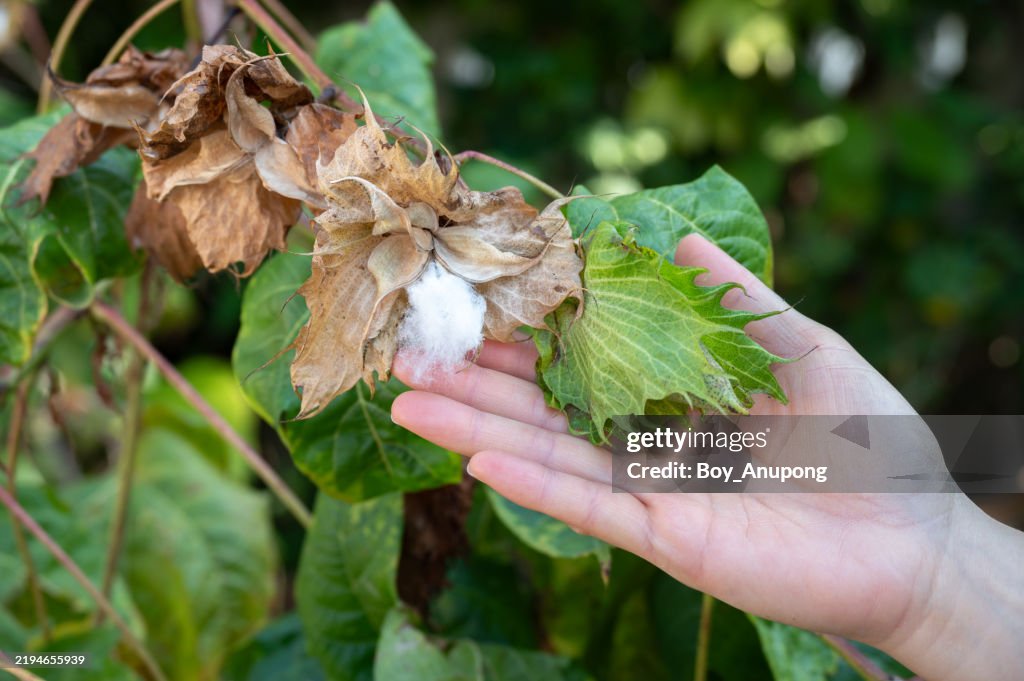 Cropped shot view of someone hand touching a cotton from cotton tree. Cotton is a natural fibre that grows on a plant.