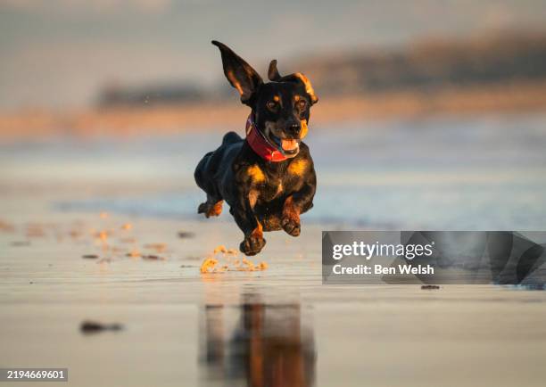 teckel dachshund - dachshund stock pictures, royalty-free photos & images