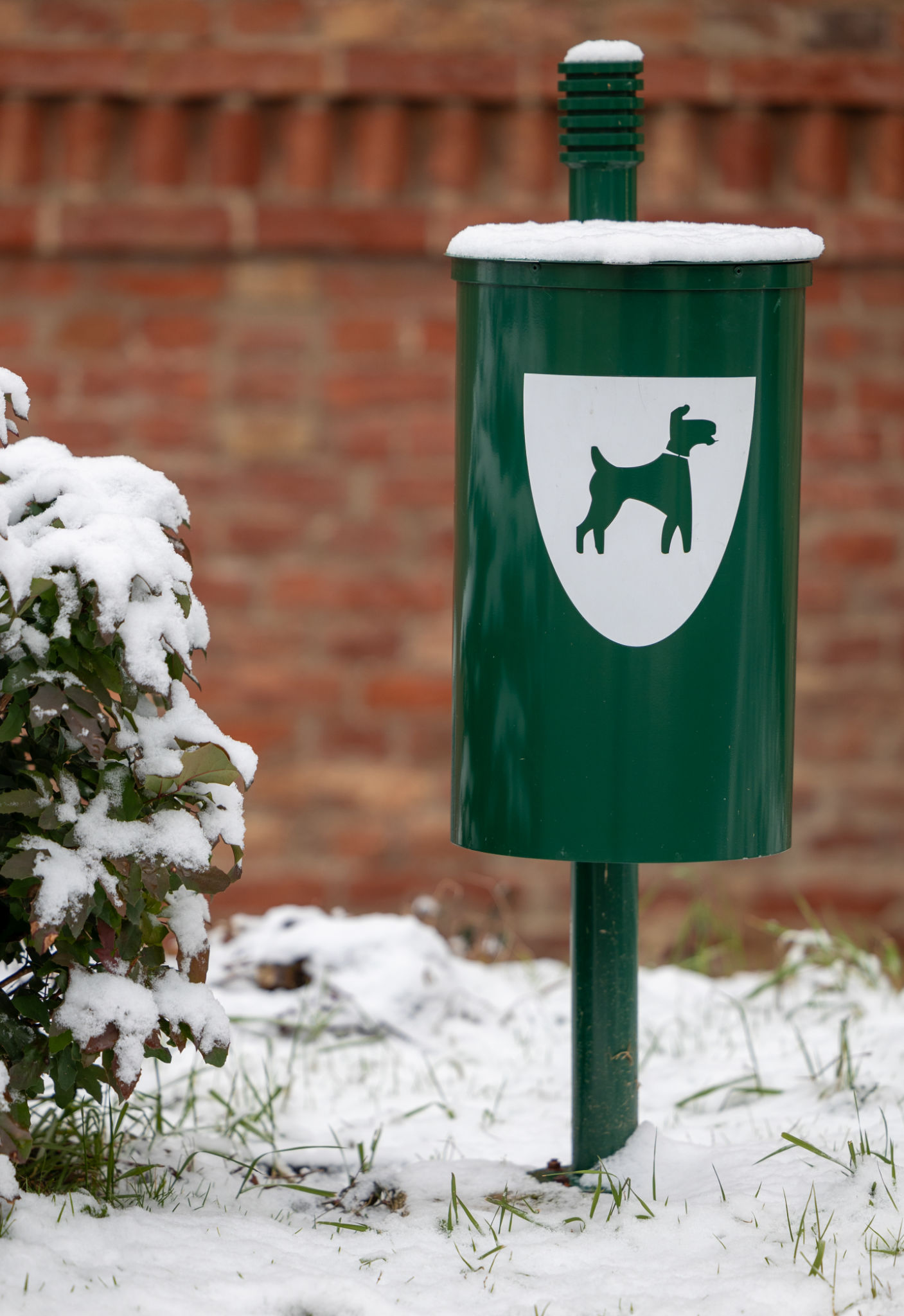 pet waste winter