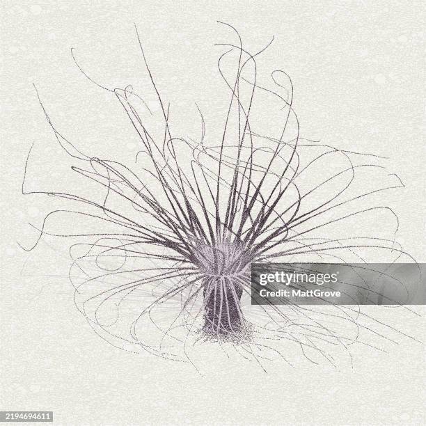 ilustraciones, imágenes clip art, dibujos animados e iconos de stock de arrecife de coral de anémona de mar - simbiosis