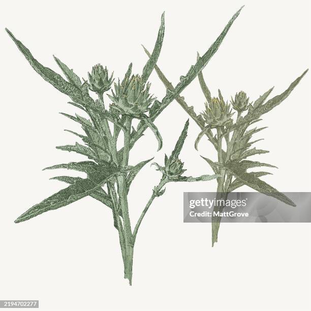 artichoke garden vegetable plant - artichoke stock illustrations
