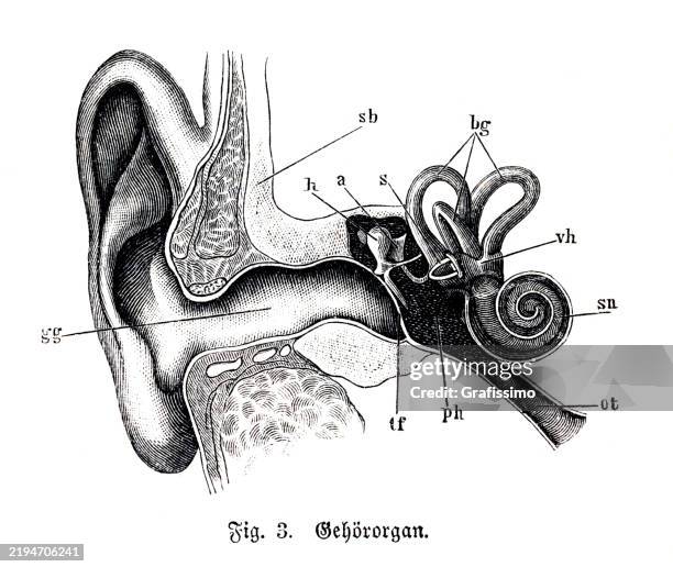 medical illustration showing cross section inner ear 1887 - inner ear stock illustrations