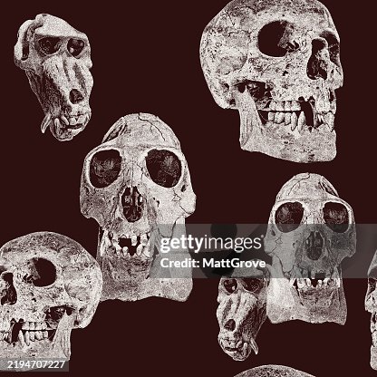 Ape & Human Skull Repeat Pattern Ape & Human Skull Repeat Pattern