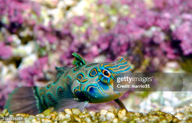 mandarinfish (synchiropus picturatus) - südpazifik stock-fotos und bilder