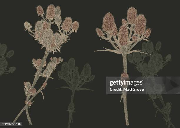 teasel dipsacus - thistle stock illustrations
