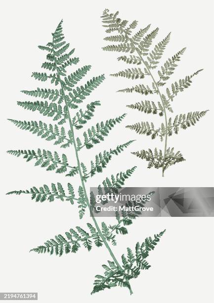 ilustraciones, imágenes clip art, dibujos animados e iconos de stock de hoja de helecho de bracken - helecho