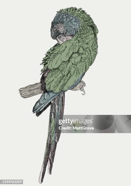 green parrot pruning - tree cutting stock illustrations