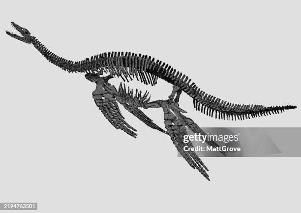 illustrazioni stock, clip art, cartoni animati e icone di tendenza di plesiosaur dinosaur skeleton - plesiosaur