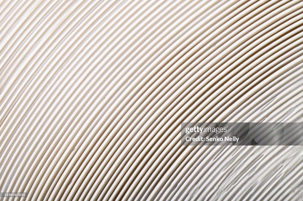 Close-Up of Creamy White Texture with Linear Strokes
