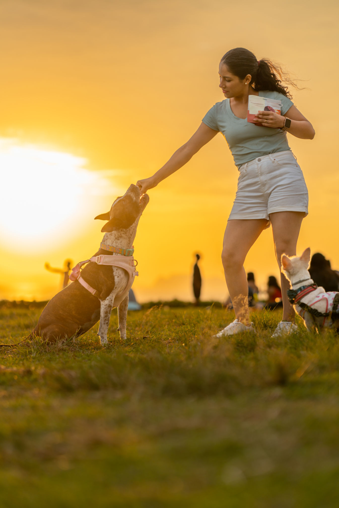 Young woman feeding her dogs at sunset in the park Young woman feeding her dogs at sunset in the park