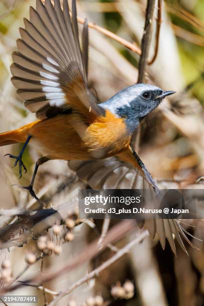 Redstart Flapping 667 Wing Nut Stock Photos, High-Res Pictures, and Images - Getty Images