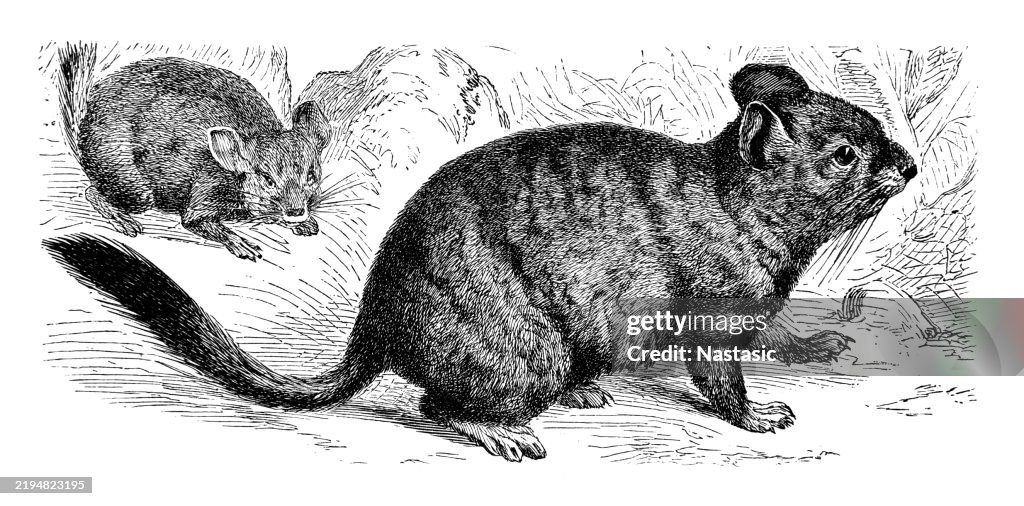 Le chinchilla à queue courte (Chinchilla chinchilla) est un petit rongeur de la famille des chinchillidae et est classé comme espèce menacée par l’UICN