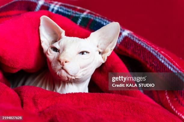 cute sphynx cat relaxing in a red blanket - sphynx cats stock pictures, royalty-free photos & images