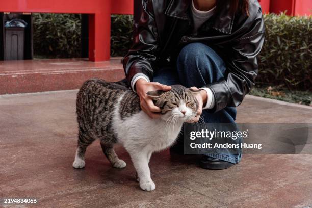 heartwarming moment petting a friendly cat - real huang stock pictures, royalty-free photos & images