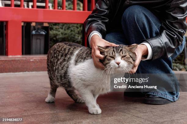 heartwarming moment petting a friendly cat - real huang stock pictures, royalty-free photos & images