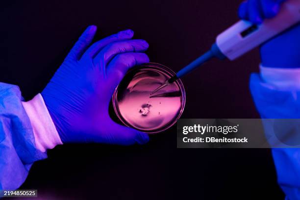 detail of a scientist's hand pouring liquid with the pipette into a petri dish in a laboratory with a purple atmosphere. - medizinisches leiden stock-fotos und bilder