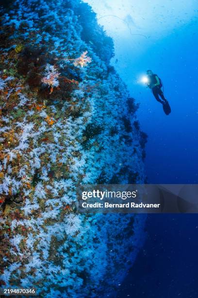 scuba diver diving the great white wall in vanua levu - fiji stock pictures, royalty-free photos & images